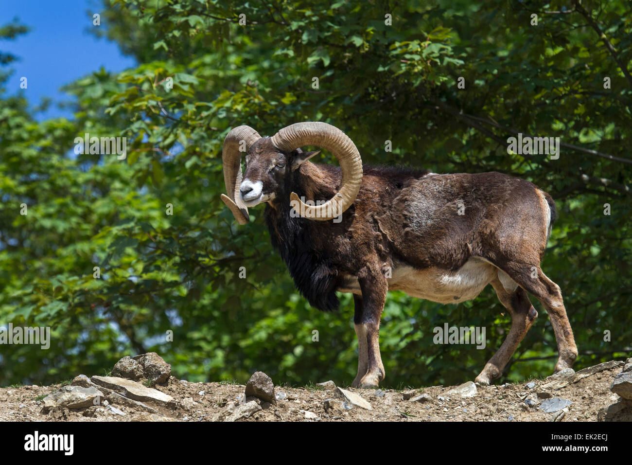 European mouflon ram / Ovis orientalis musimon Stock Photo