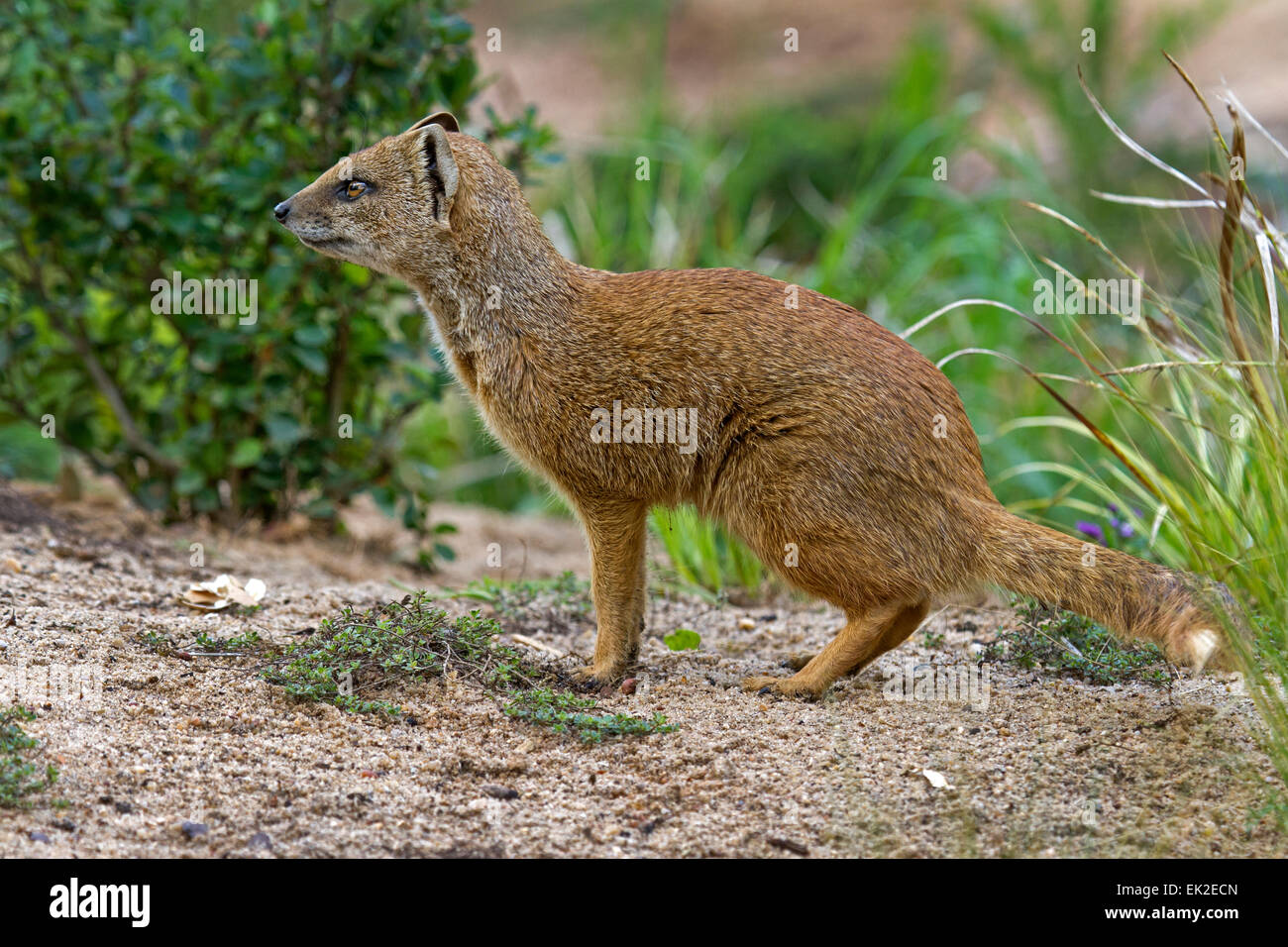 Yellow mongoose / Cynictis penicillata Stock Photo