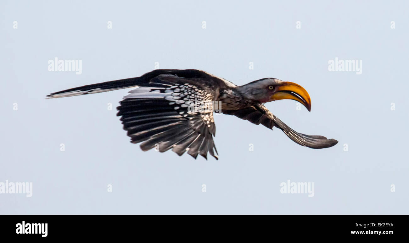 Southern Yellowbilled Hornbill (Tockus flavirostris) in flight. Stock Photo