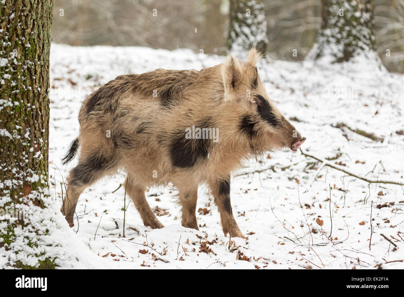 Wild boar in snow, Schleswig-Holstein, Germany, Europe Stock Photo