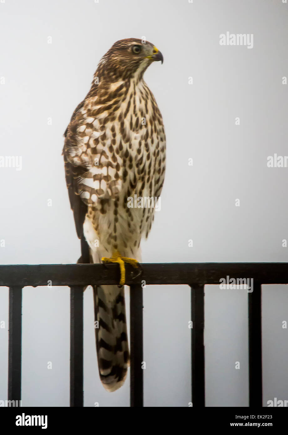 Cooper's Hawk (Accipiter cooperii)  perched on a backyard fence in the city Stock Photo