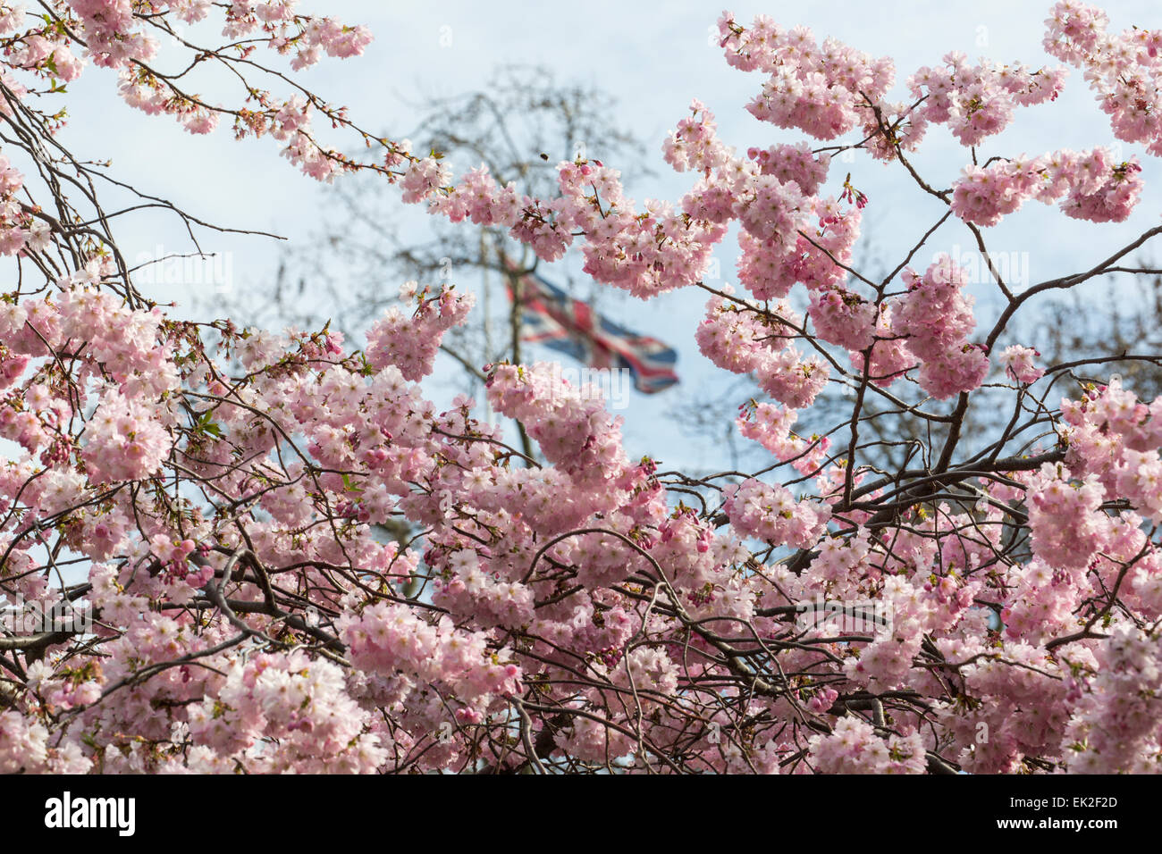 Blossom on Trees in St. James's Park, London Stock Photo Alamy