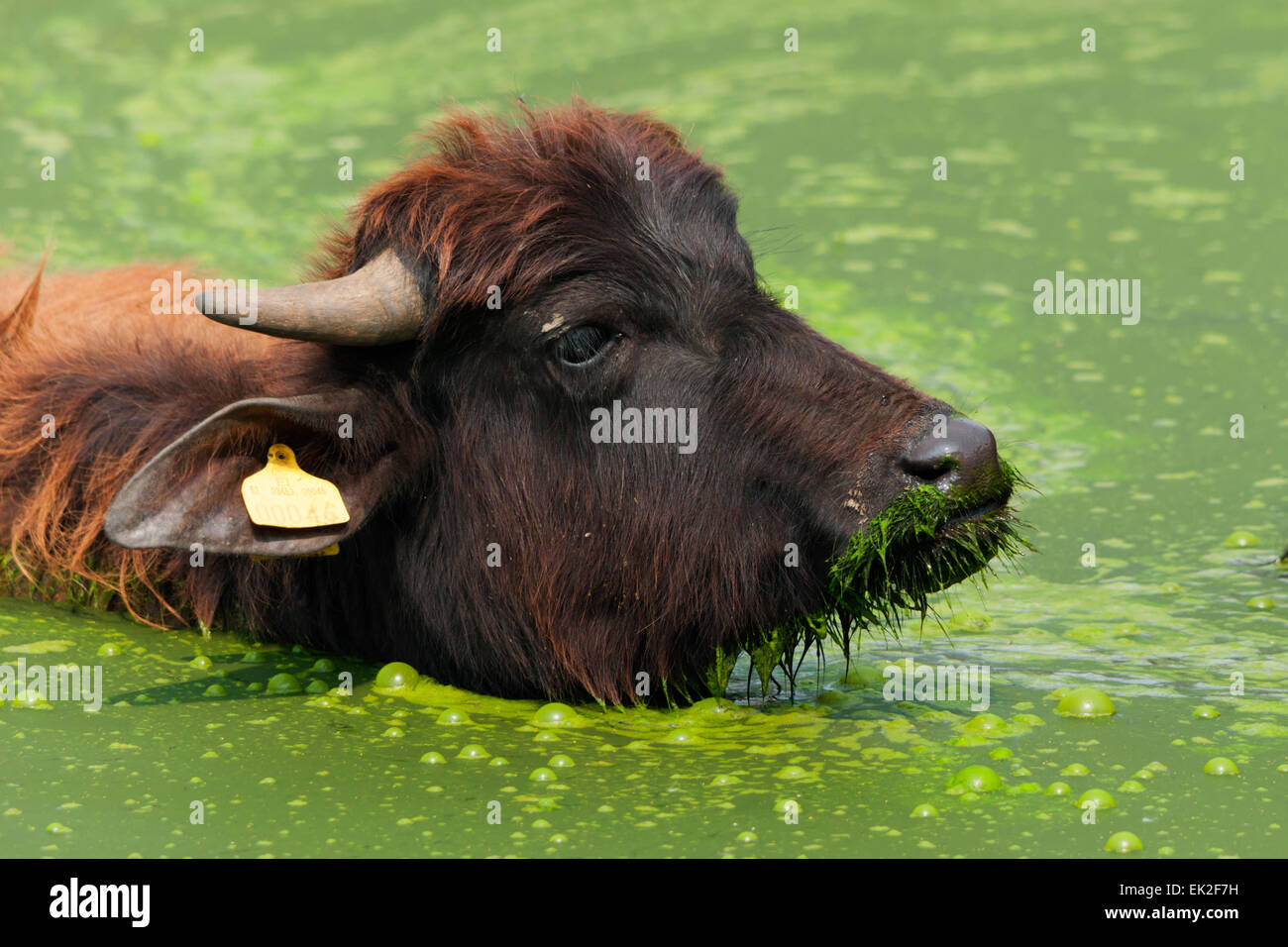 water buffalo in the water head close-up Stock Photo