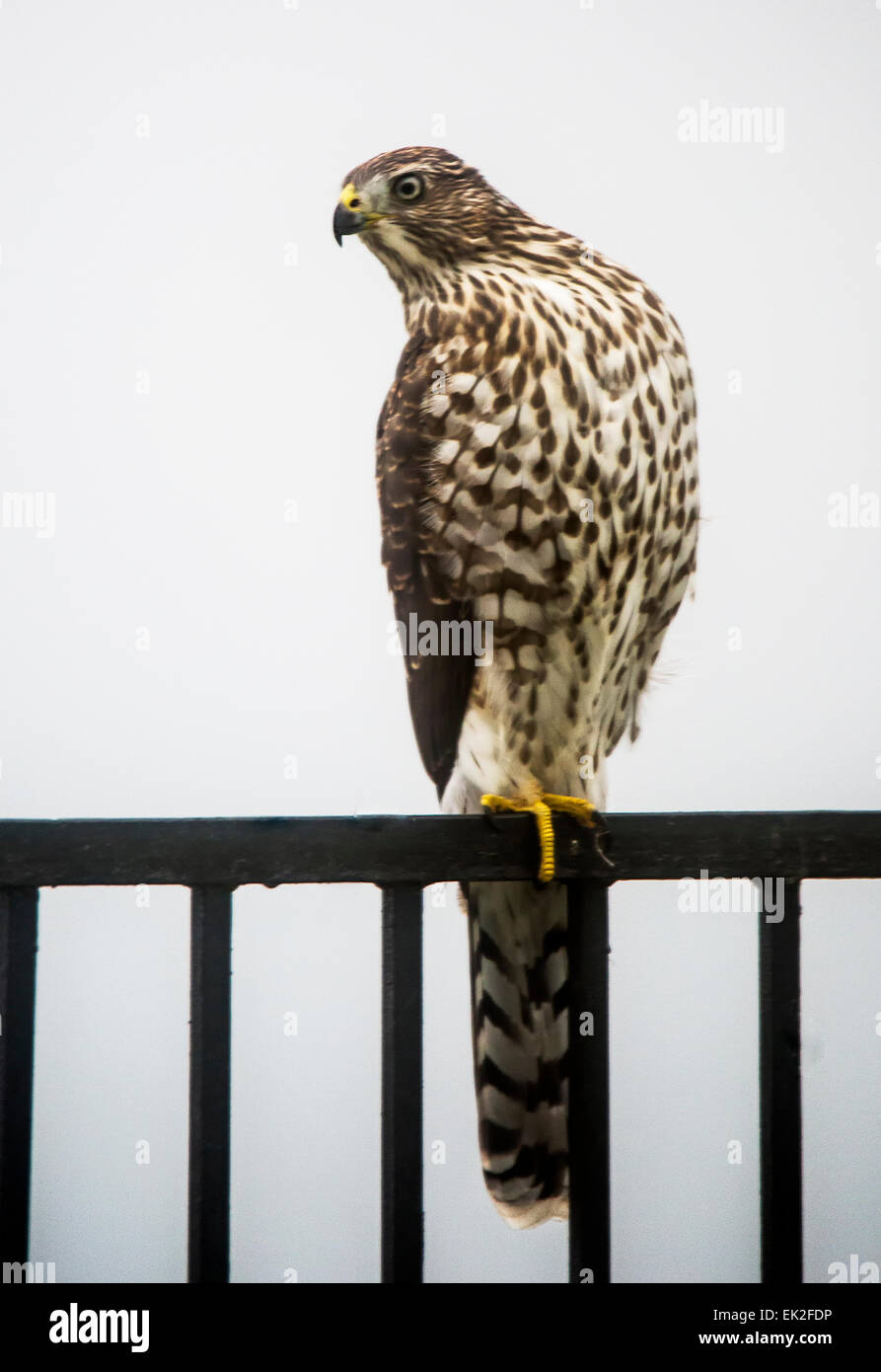Cooper's Hawk (Accipiter cooperii) on neighborhood fence Stock Photo