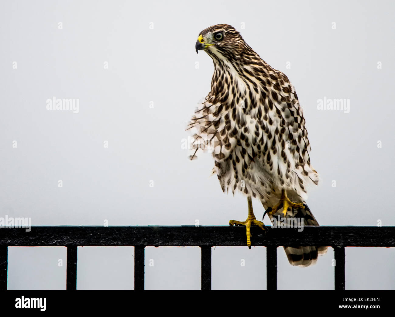 Cooper's hawk (Accipiter cooperii) perched on a backyard fence in the city. Stock Photo