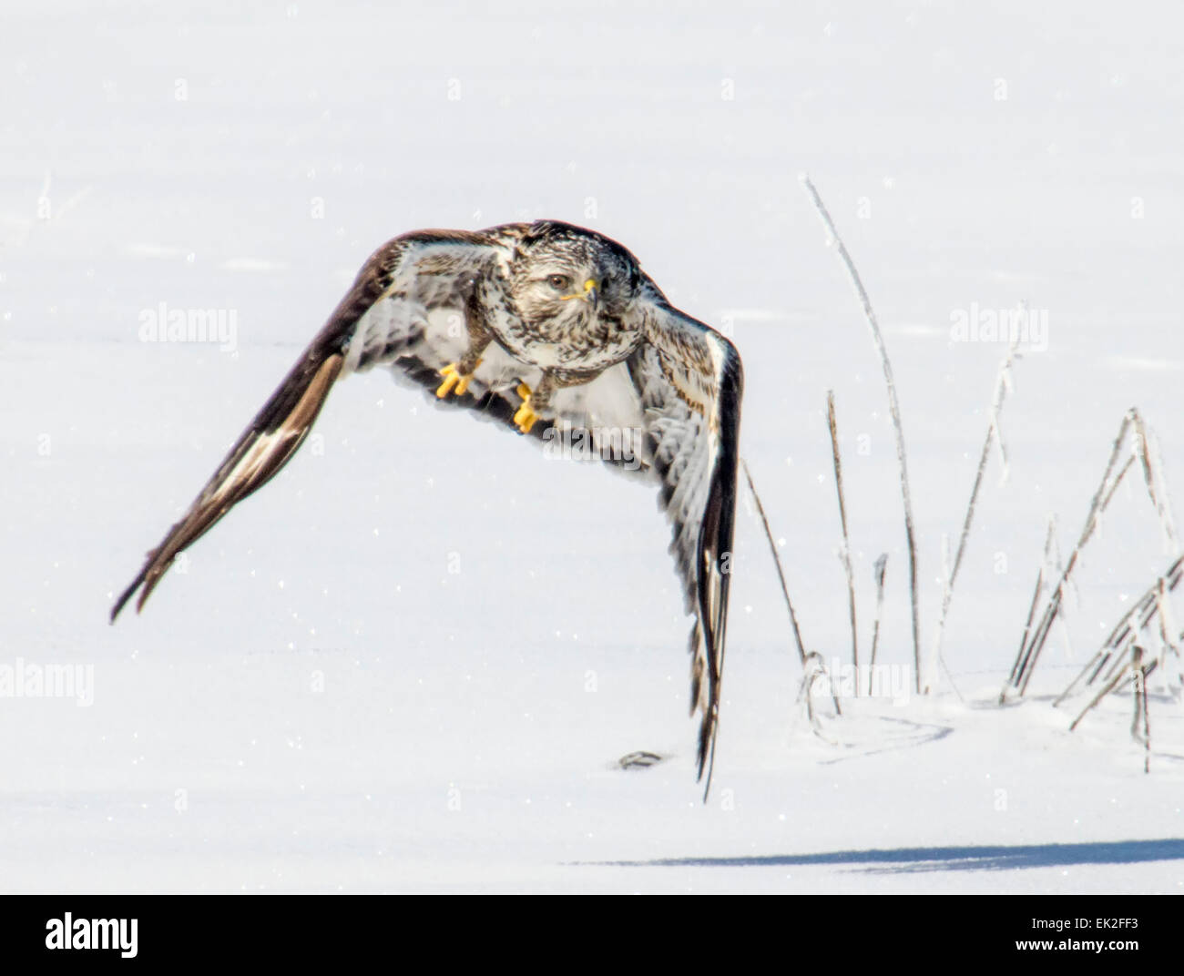 Rough-legged hawk (Buteo lagopus) in flight over snowy fields in northern Utah Stock Photo
