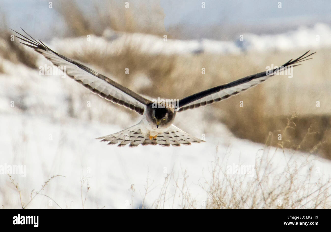 Female Northern Harrier (Circus cyaneus) hovering over the fields in northern Utah Stock Photo