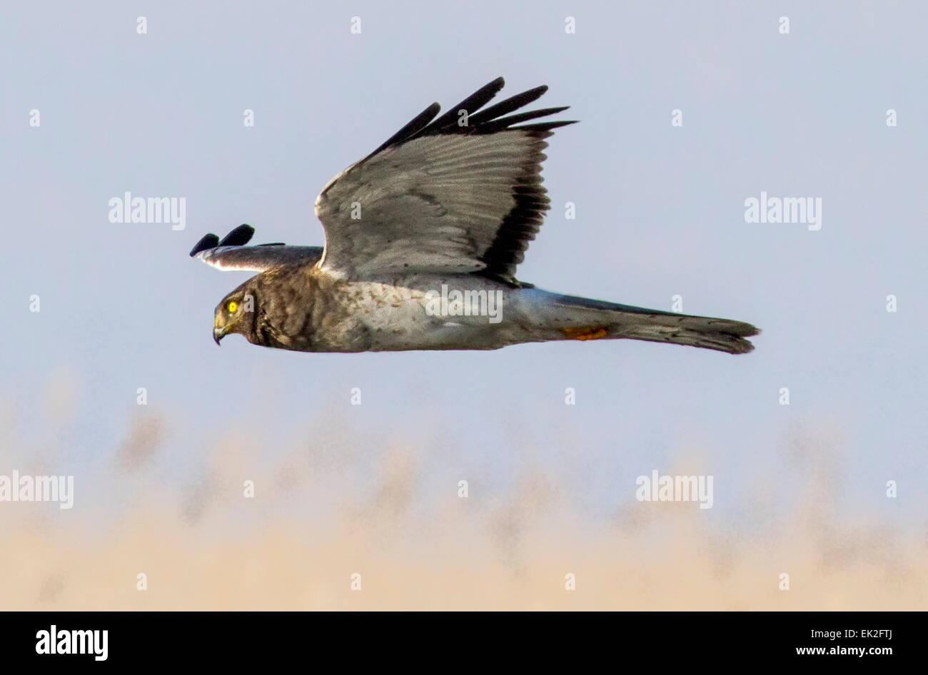 Female Northern Harrier (Circus cyaneus) hunting over the fields in northern Utah Stock Photo