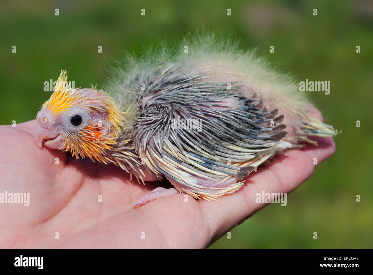 A cockatiel nestling on a human hand Stock Photo
