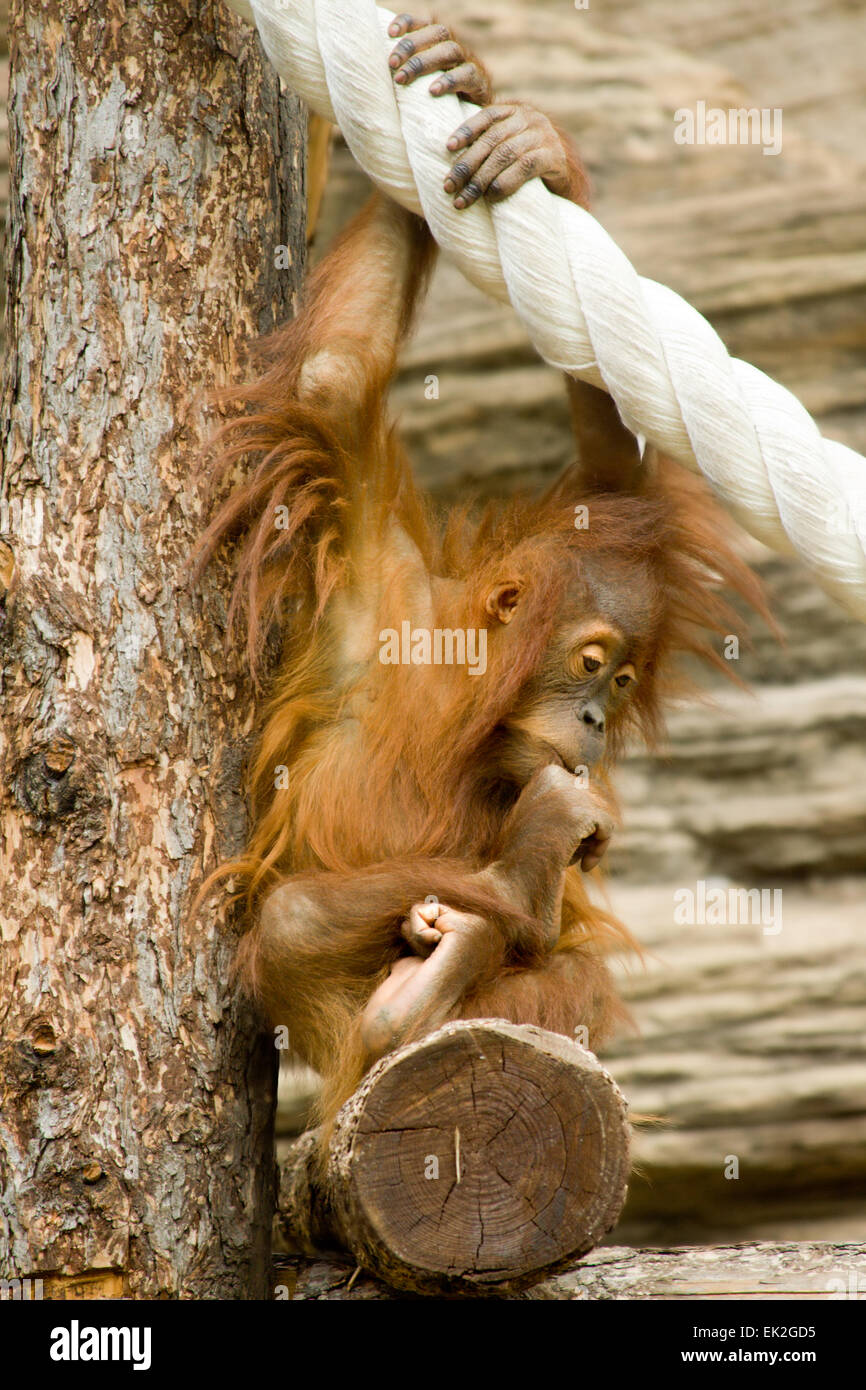 Young orangutan sits in a pose of the philosopher Stock Photo