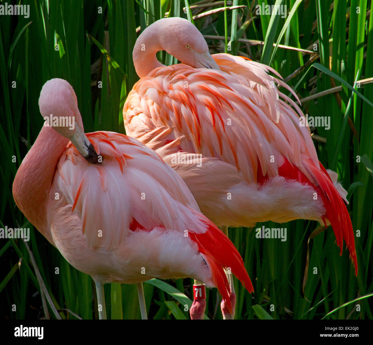 Pair of Greater flamingos (Phoenicopterus ruber) grooming their feathers at the San Diego Wild Animal Park Stock Photo