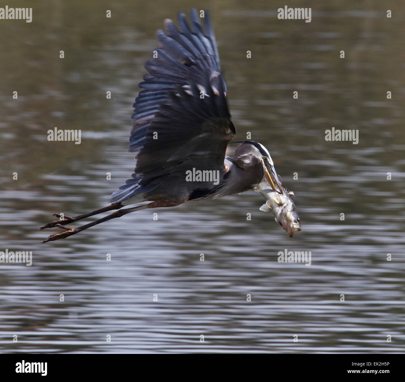 Great Blue Heron (Ardea herodias) flying with large fish it just caught Stock Photo