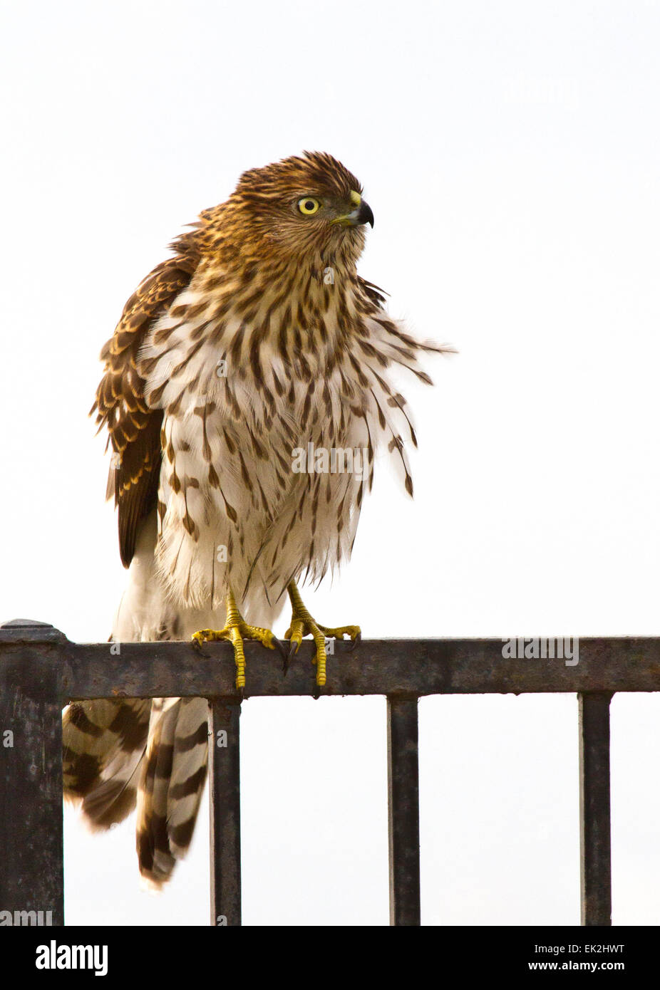 Cooper's Hawk (Accipiter cooperii) fluffing feathers on neighborhood fence Stock Photo