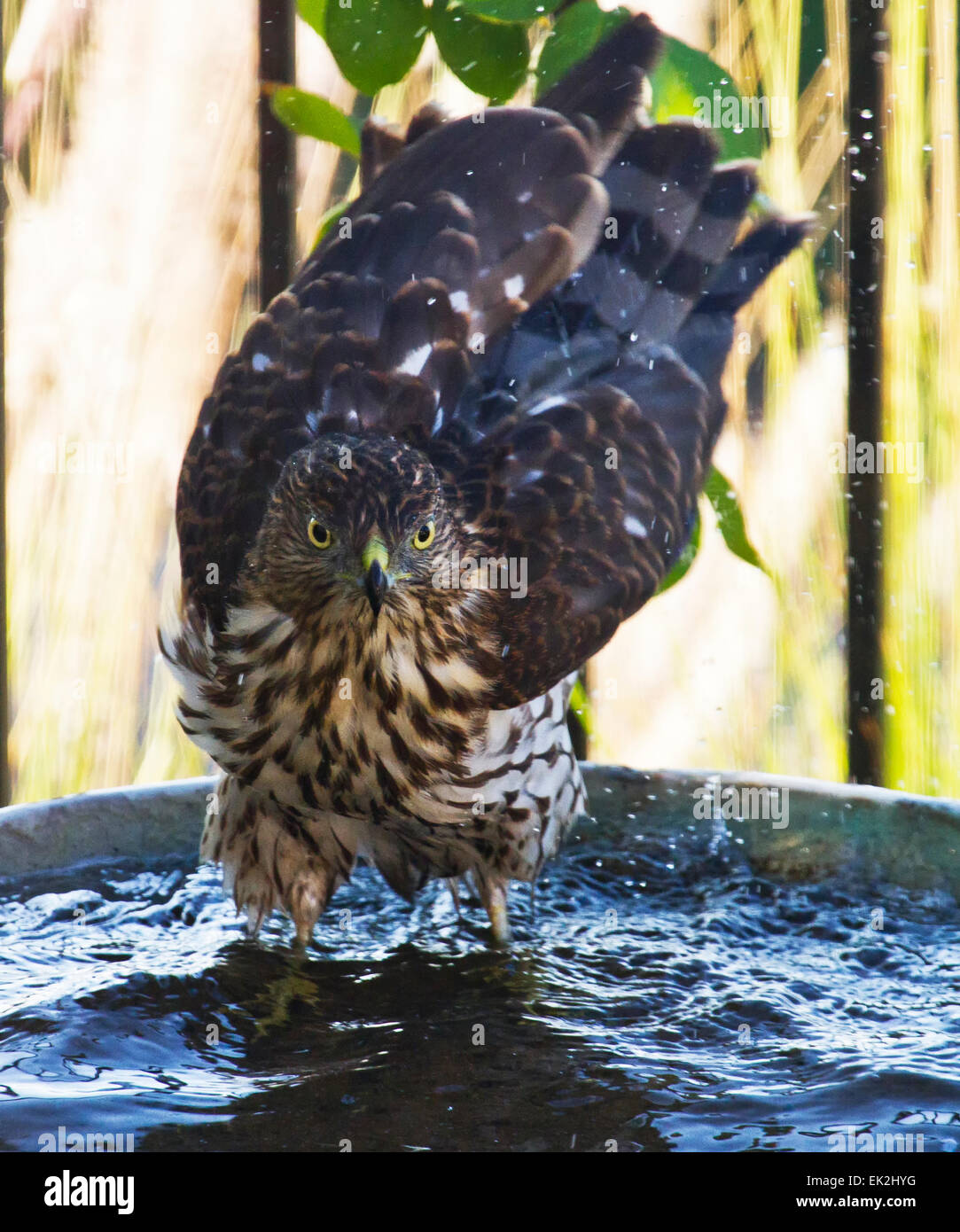 Cooper's Hawk, (Accipiter cooperii) in birdbath Stock Photo