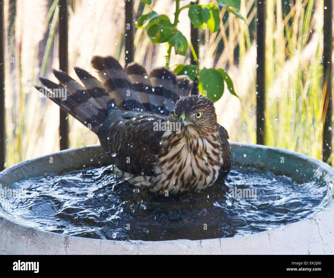 Cooper's Hawk (Accipiter cooperii) in birdbath Stock Photo