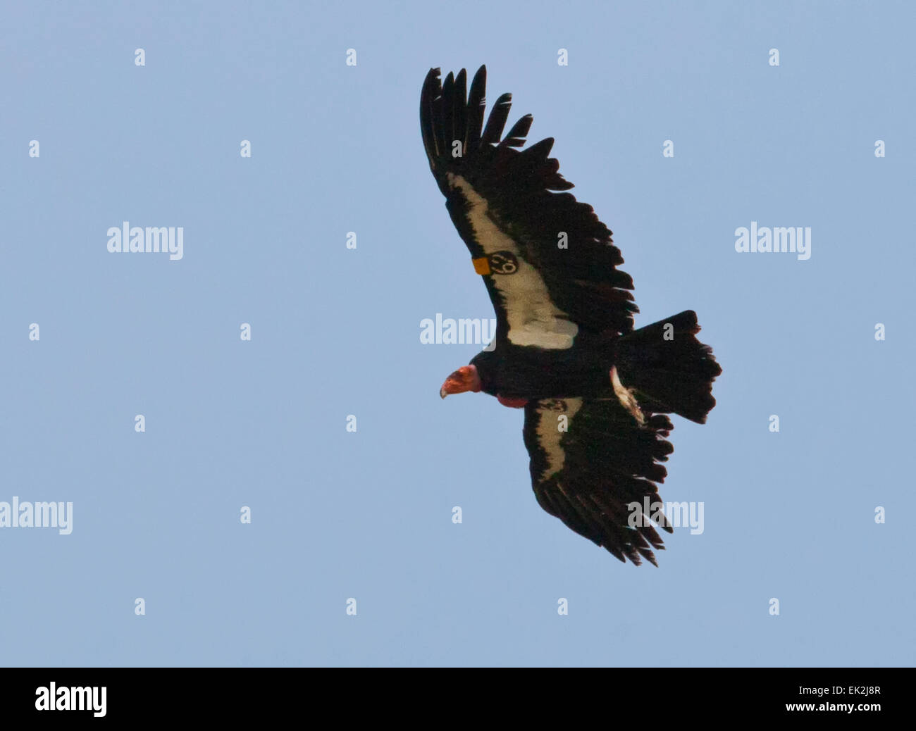 California Condor (Gymnogyps californianus) in flight in Utah Stock Photo