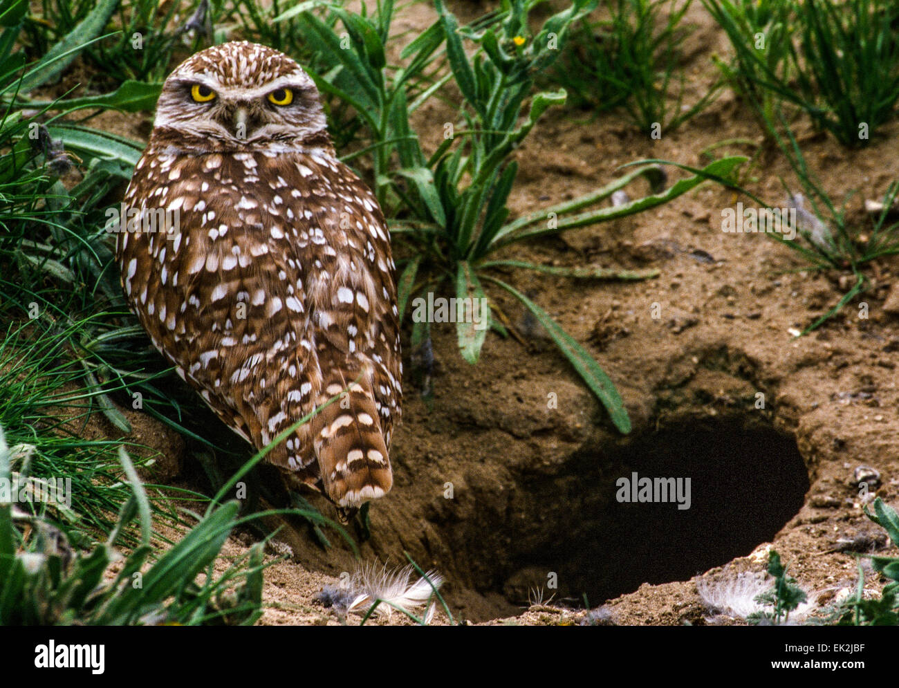 Burrowing owl (Athene cunicularia) near nest /burrowing hole. Stock Photo
