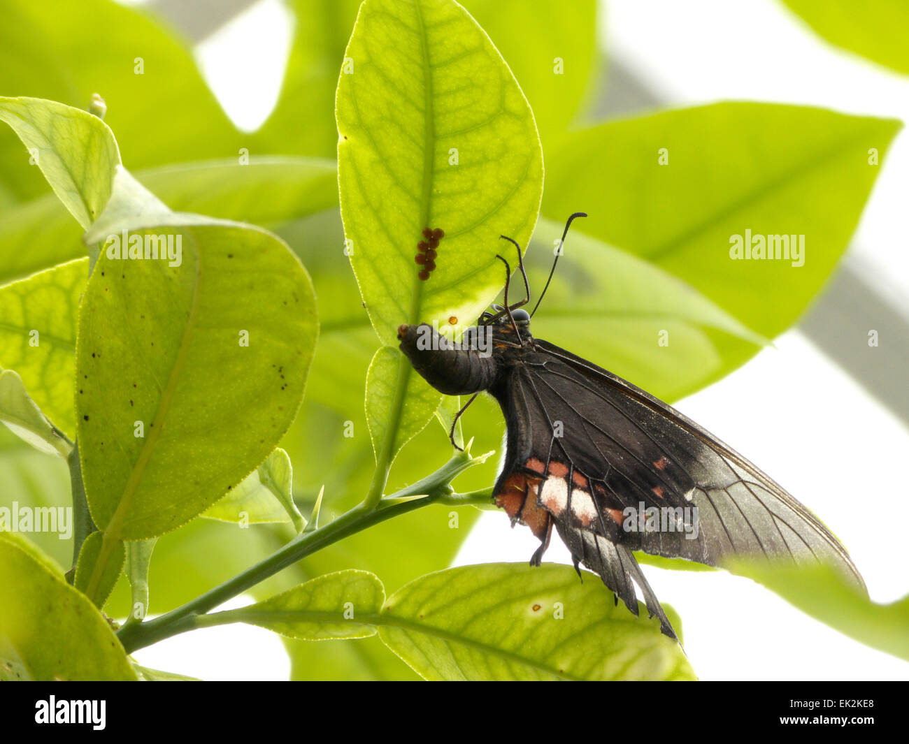 Swallowtail Butterfly laying eggs Stock Photo Alamy