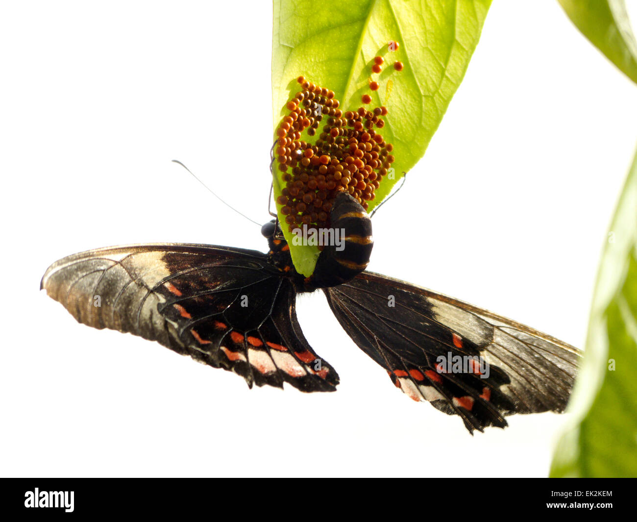Butterfly Swallowtail laying eggs under leaf Stock Photo Alamy