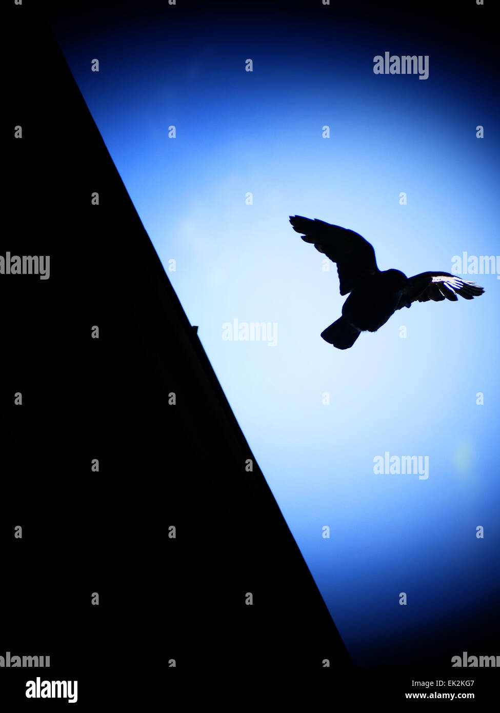 Crow Raven Black Bird flying away from roof Stock Photo