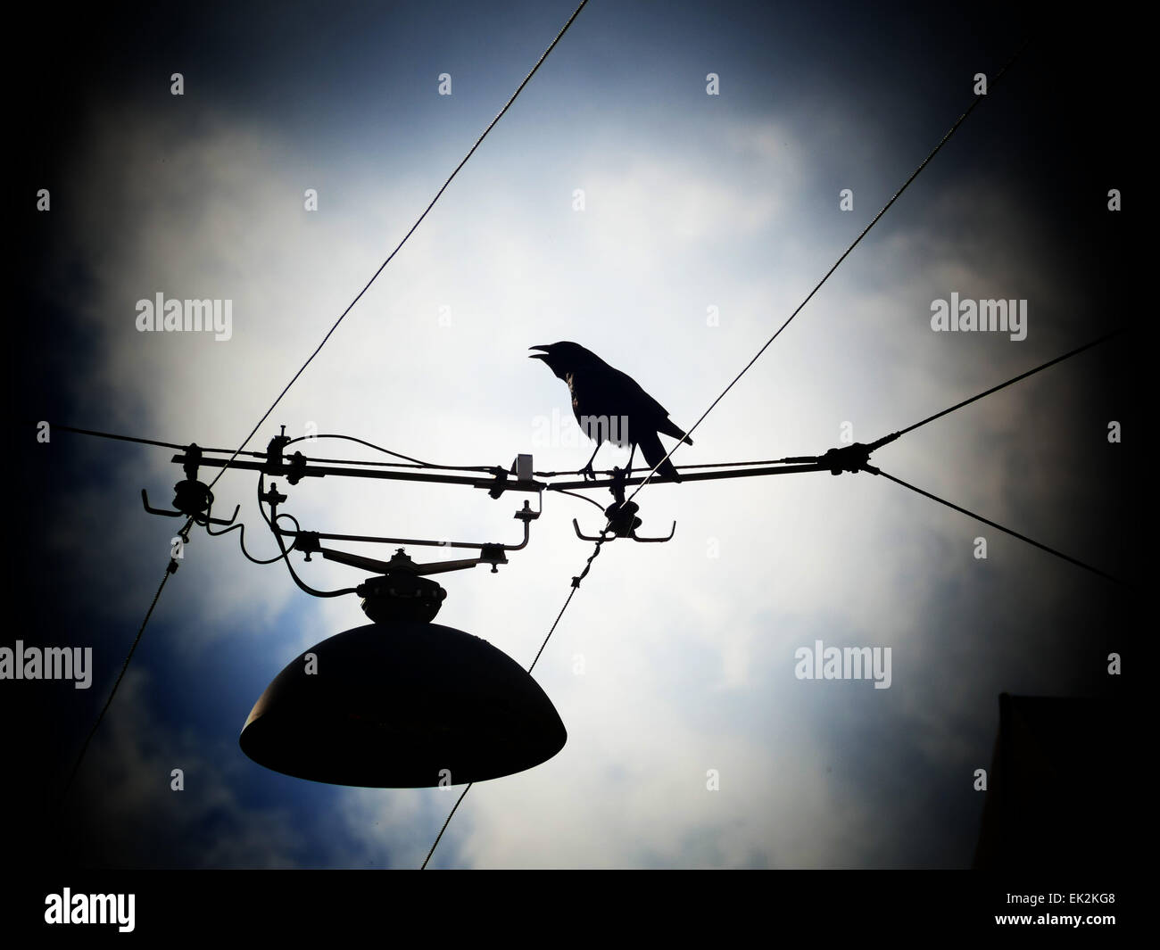 Crow Raven Black Bird flying away from electric cable line Stock Photo