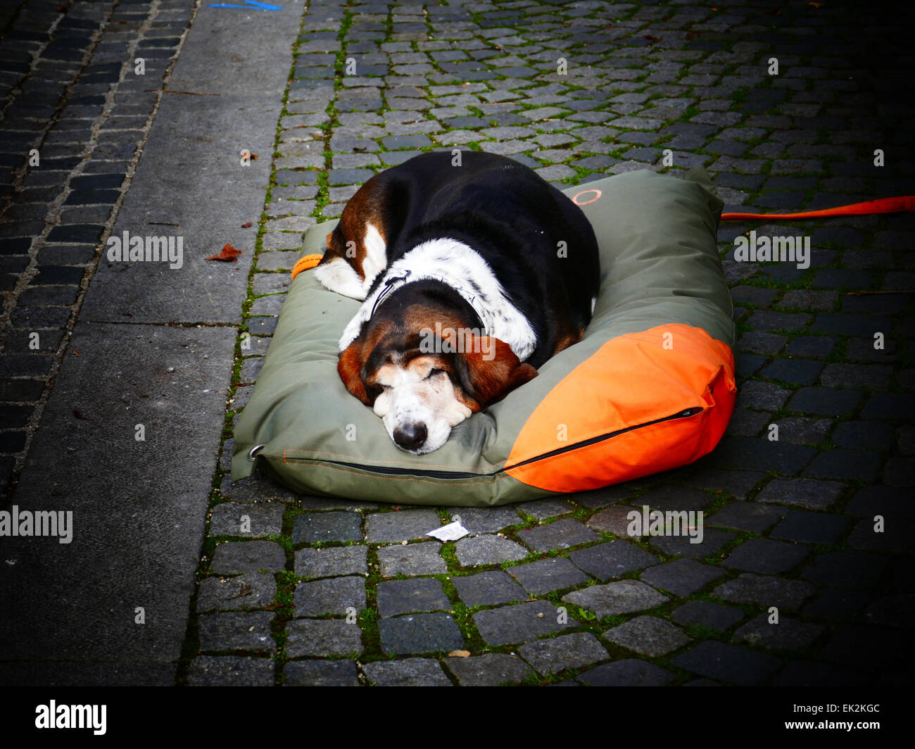 A dog sit on big cushion Stock Photo Alamy