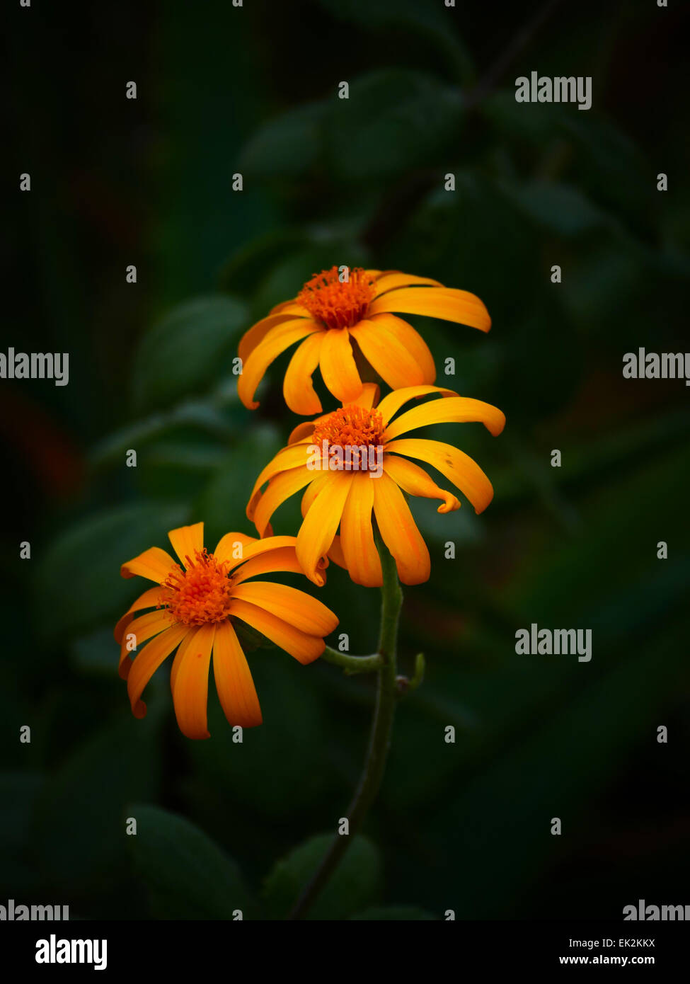 Senecio Medley-woodii Sout Africa Tropical orange flower in black BG Stock Photo