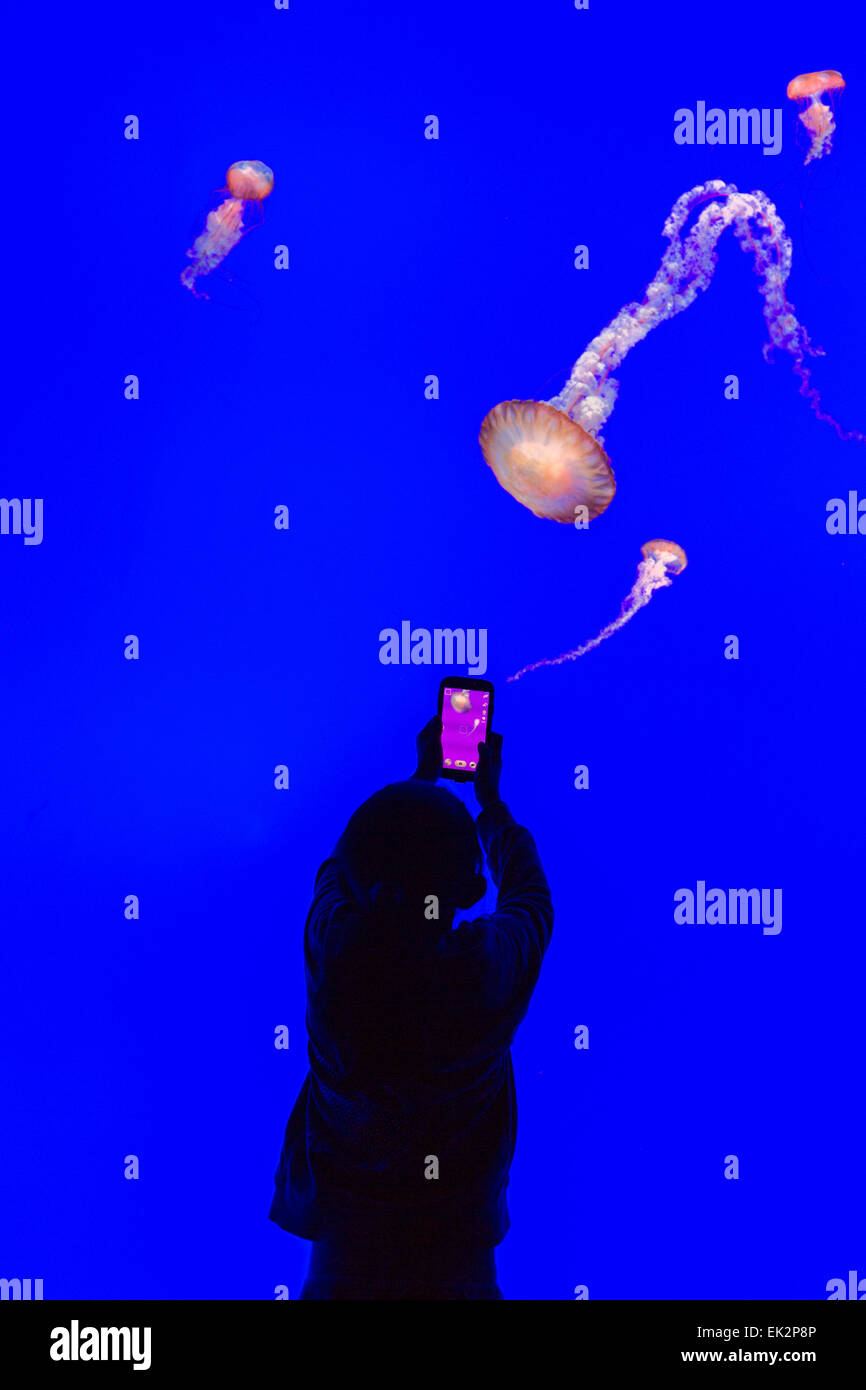 Ripley's Aquarium of Canada,Toronto,Ontario, young girl photographing jellyfish, Pacific sea nettle (Chrysaora fuscescens) Stock Photo