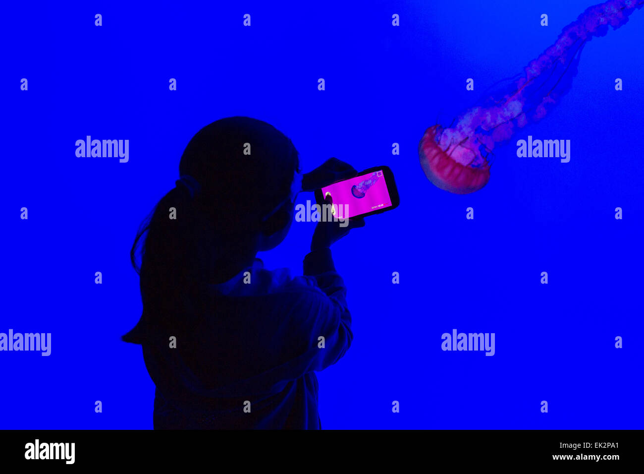 Ripley's Aquarium of Canada,Toronto,Ontario, young girl photographing jellyfish, Pacific sea nettle (Chrysaora fuscescens) Stock Photo