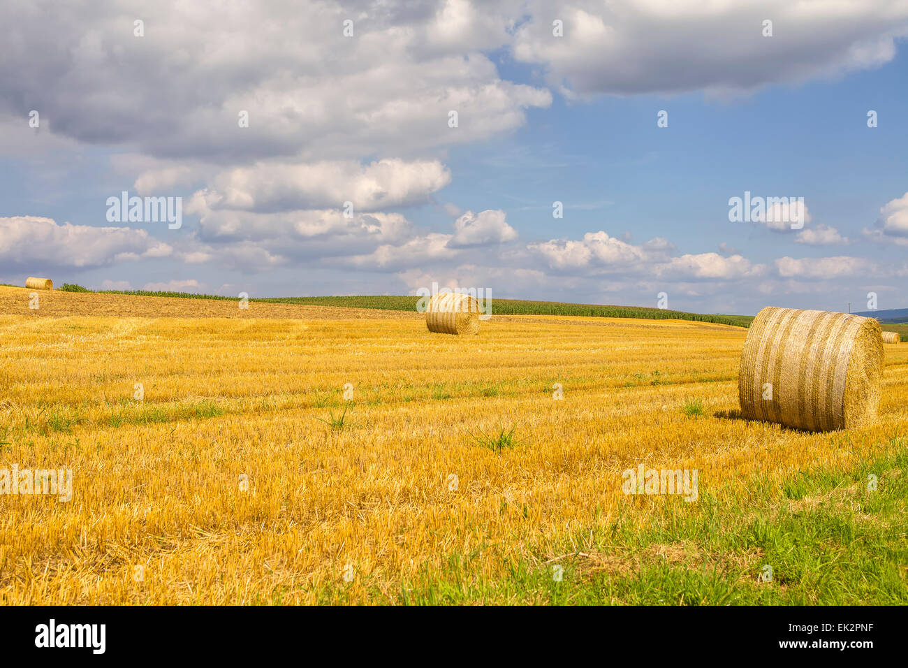 Field with harvested hay bales Stock Photo - Alamy