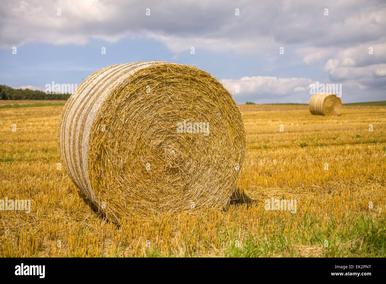 Field with harvested hay rolls Stock Photo - Alamy