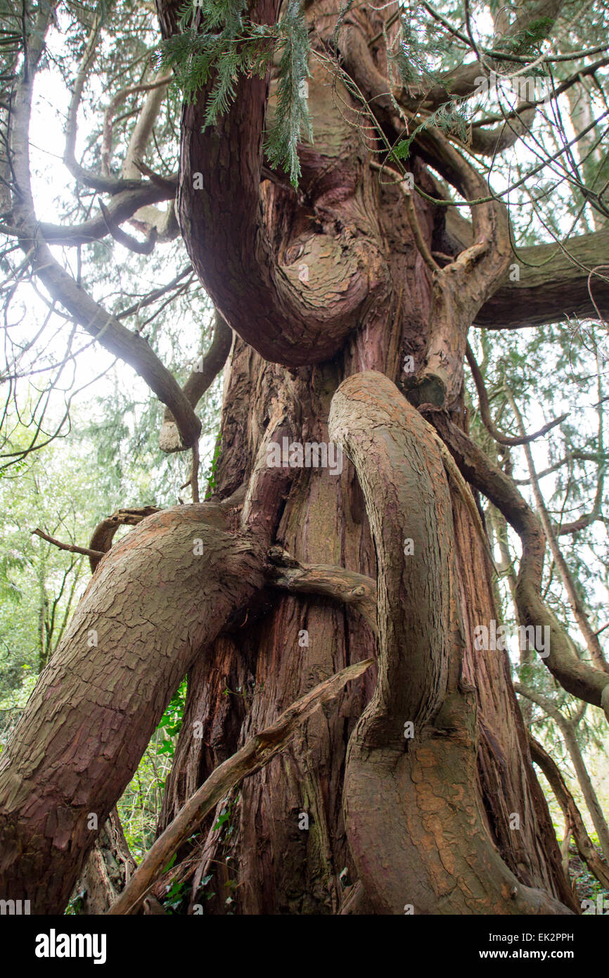 An Old Tree Stock Photo - Alamy