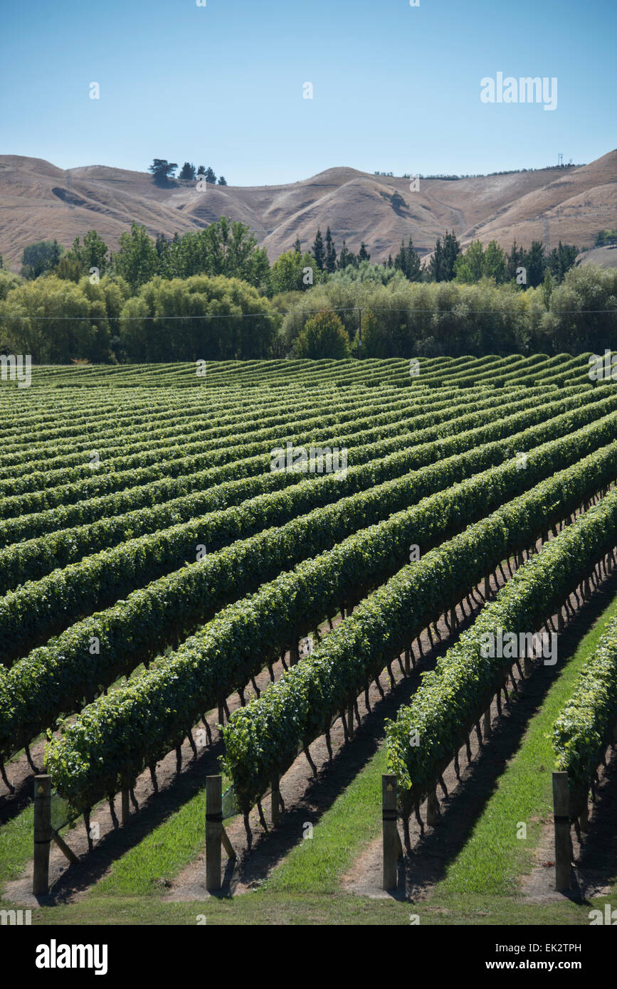 Vines in the Omarunui Valley, Hawkes Bay, north island, New Zealand. Stock Photo