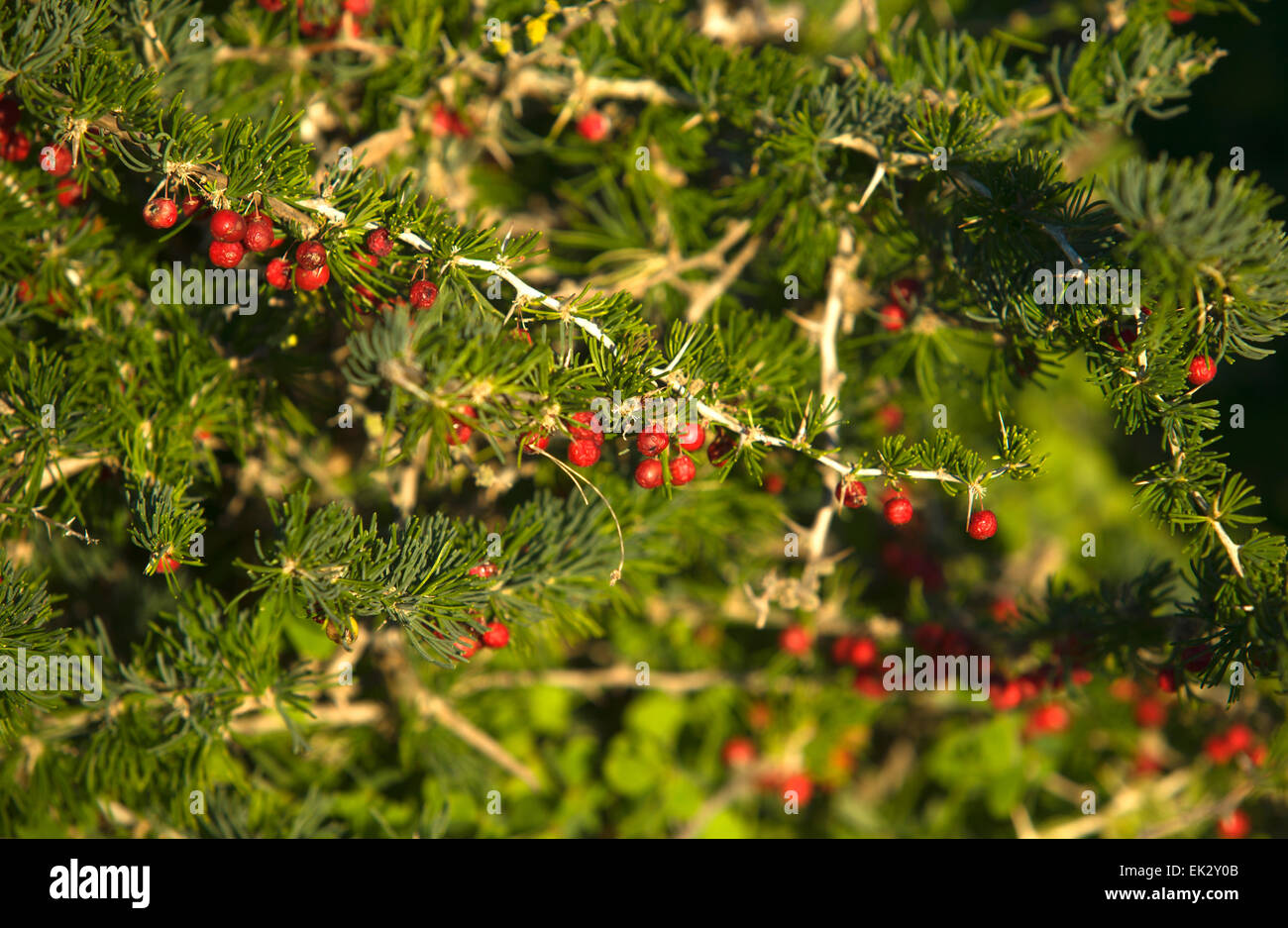 red balls in a green bush, Lagos, Portugal Stock Photo