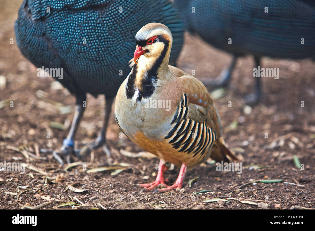 Colorful Chukar Partridge in the Zoo of Lagos, Portugal Stock Photo