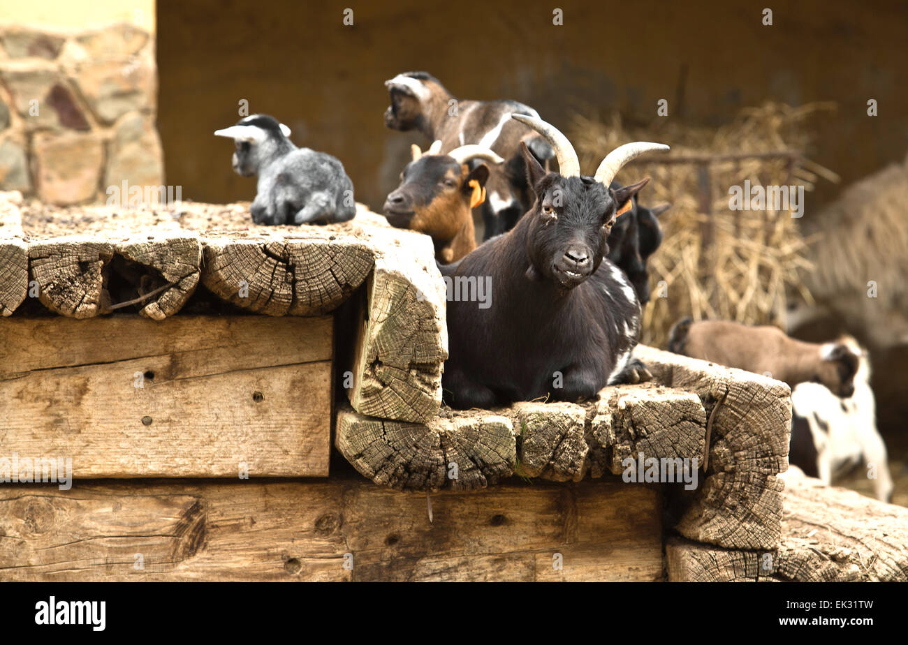 African Goats are considered small livestock animals compared to bigger