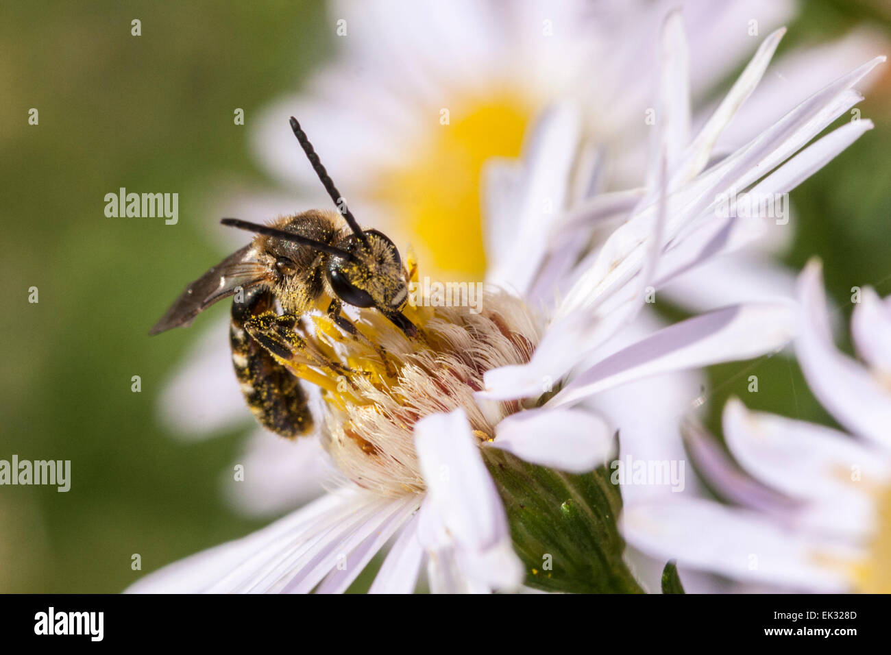 Slender Mining Bee (solitary bee - lasioglossum calceatum) on an Aster flower in the sun. Stock Photo