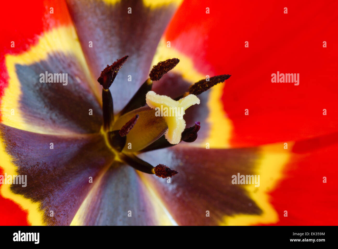 Extreme closeup of red tulip interior Tulipa gesneriana Stock Photo