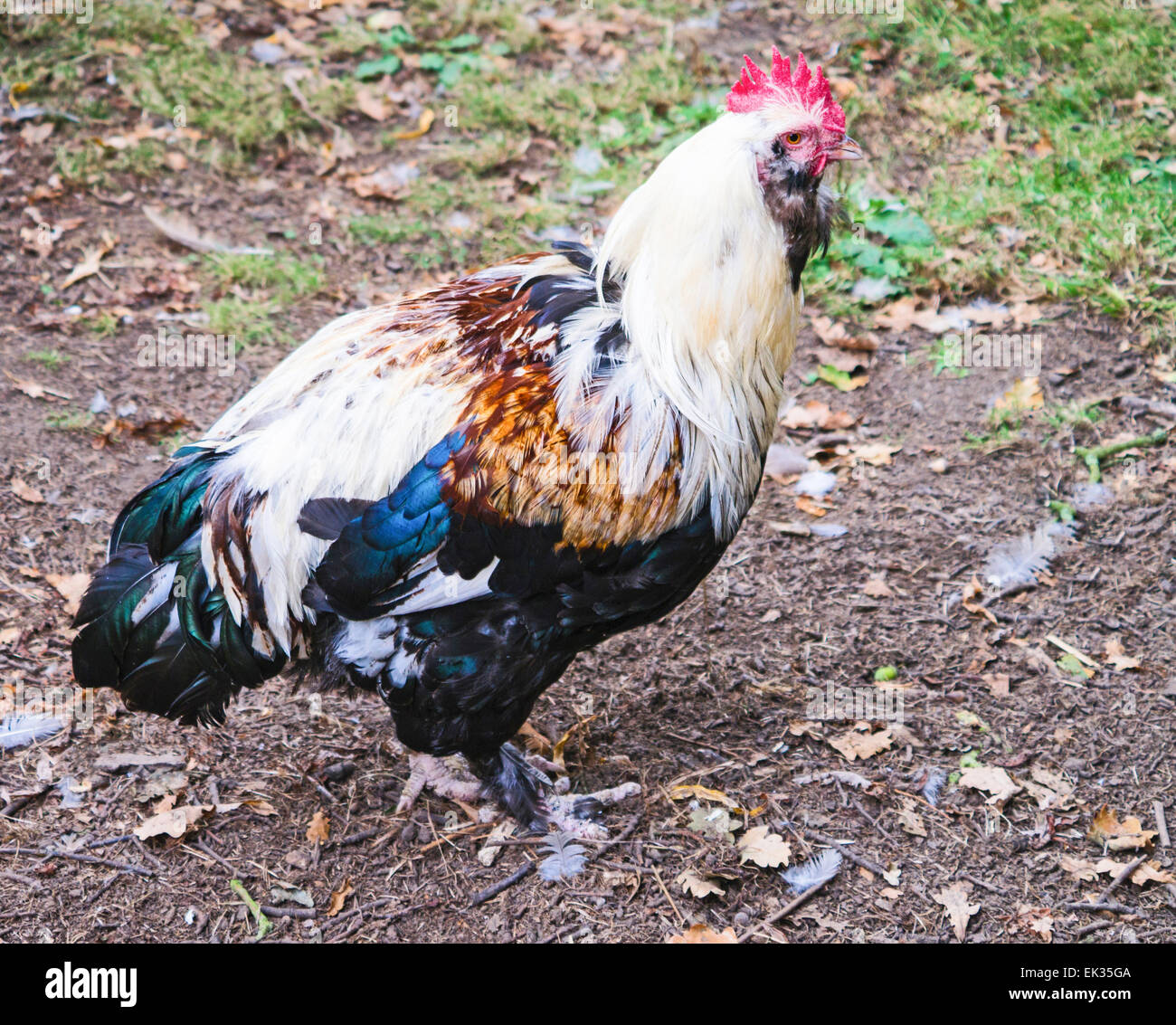 Light Sussex Faverolles cockerel in a farm yard Stock Photo