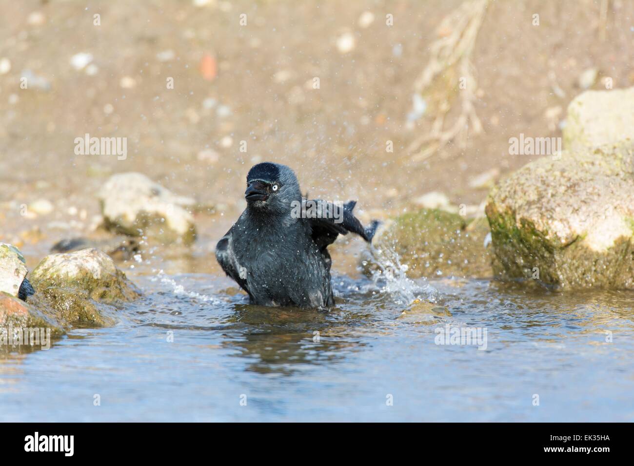 Jackdaw Corvus monedula, bathing. Stock Photo