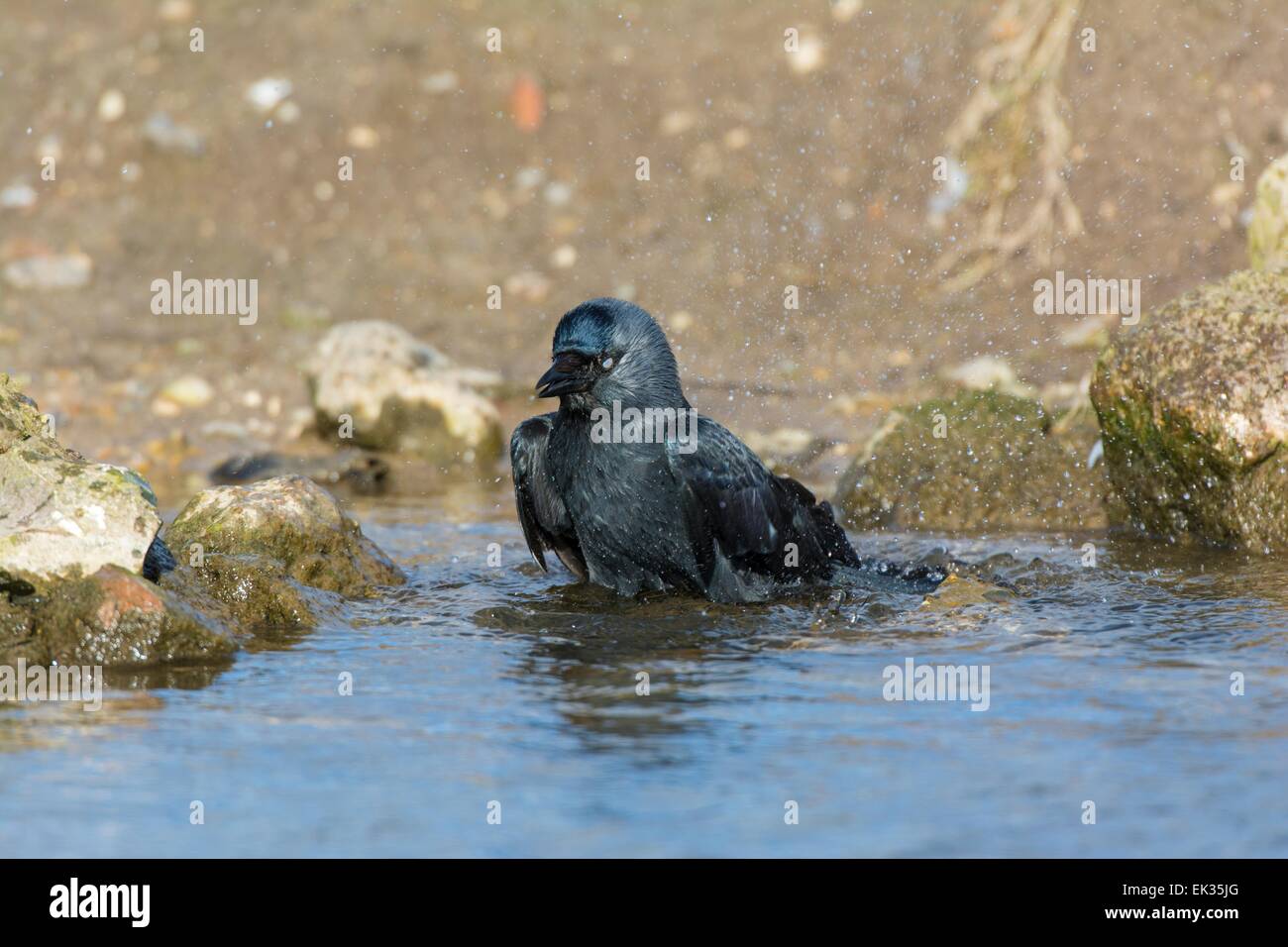 Jackdaw Corvus monedula, bathing. Stock Photo