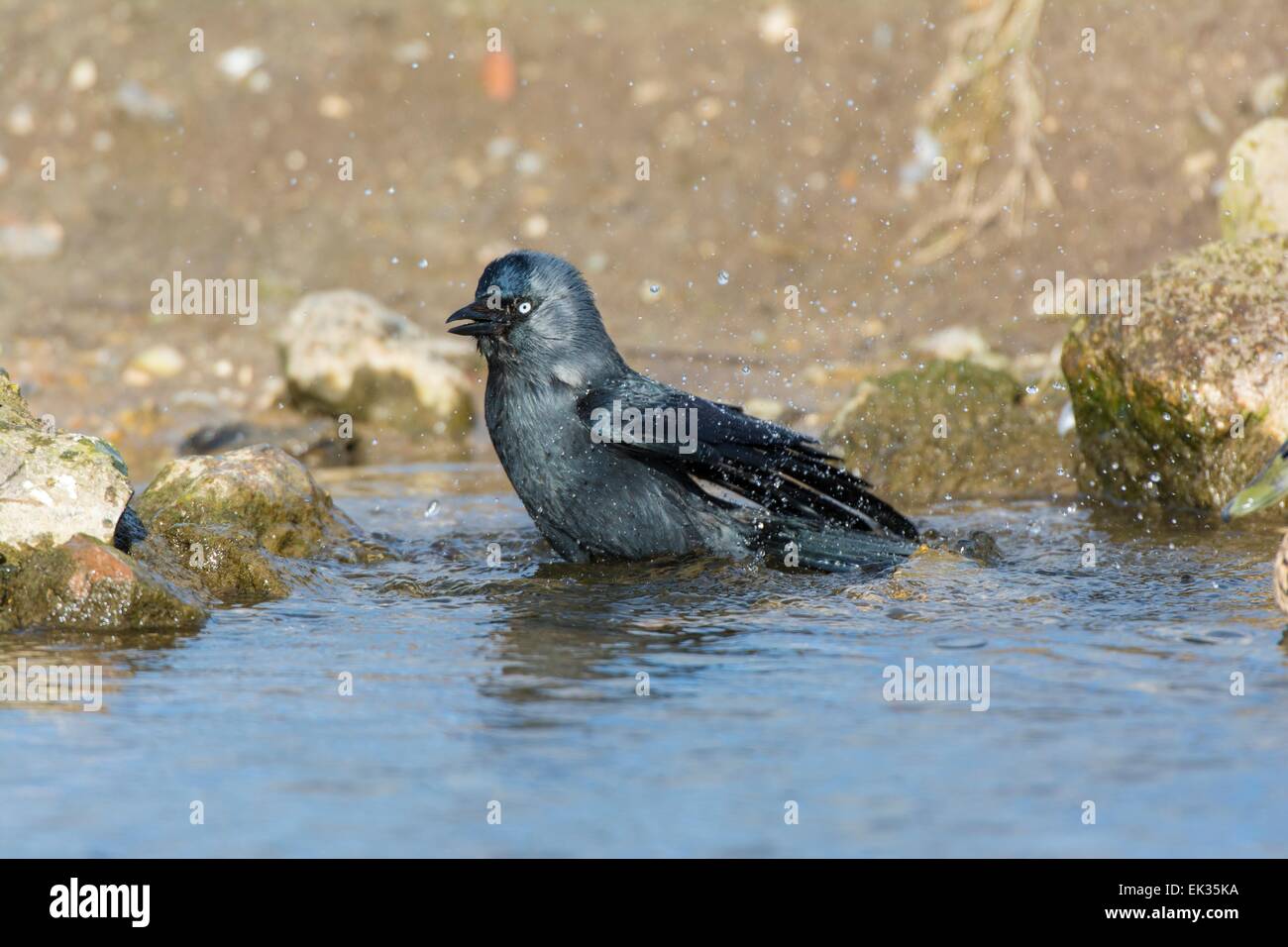 Jackdaw Corvus monedula, bathing. Stock Photo