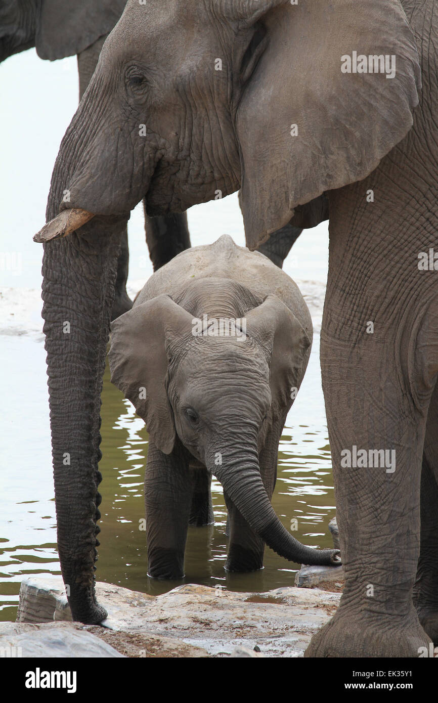 Mother elephant protects her calf at a waterhole in Etosha National park. Stock Photo