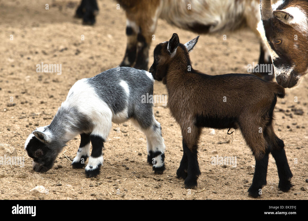 African Goats are considered small livestock animals, compared to