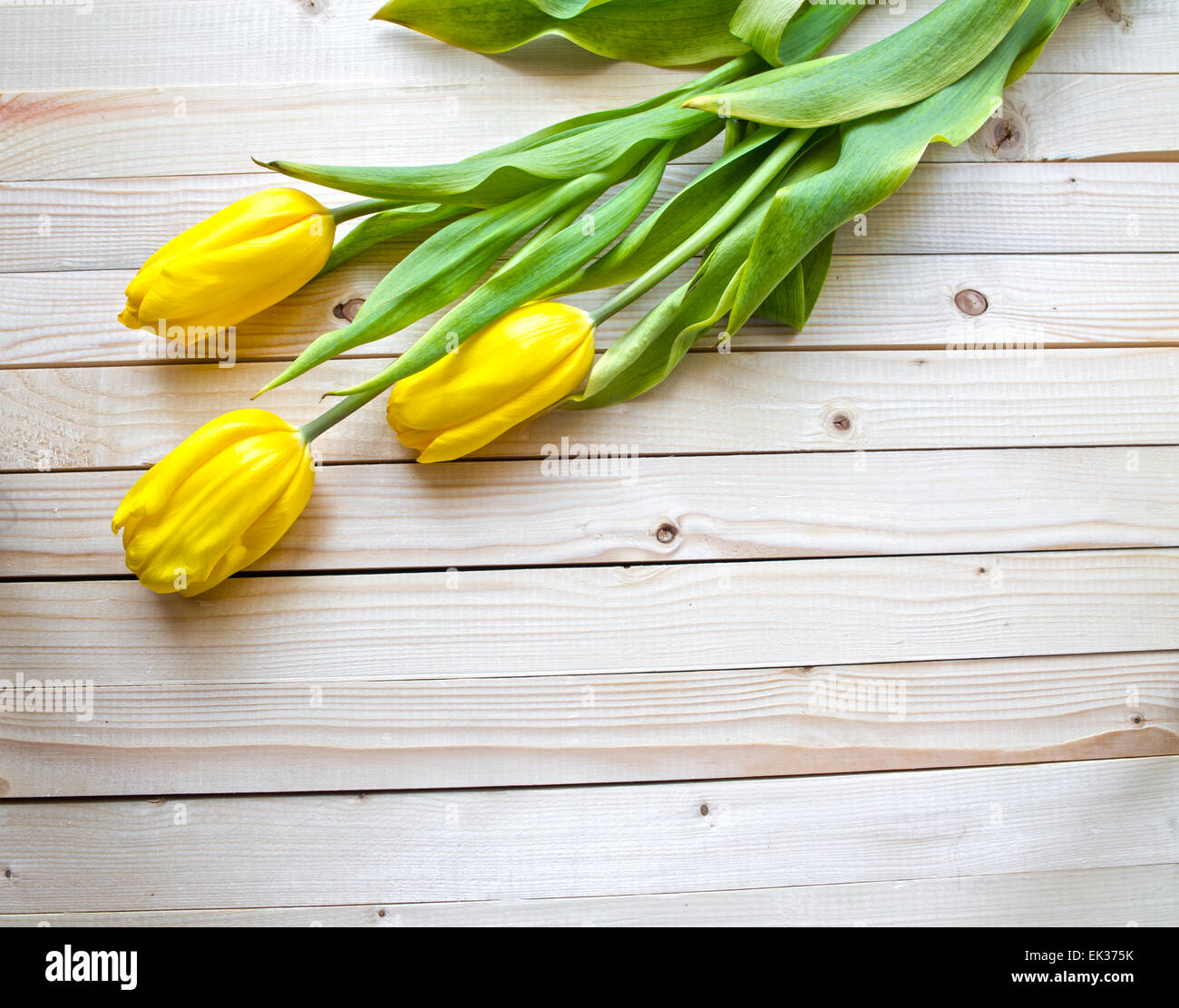 Yellow tulips Stock Photo - Alamy