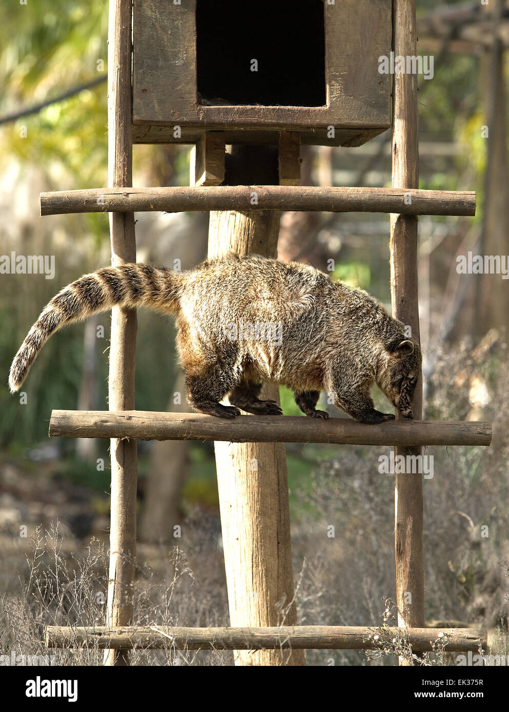 Coatis use to be diurnal animals, and live on the ground and in trees, and typically live in the forest. They're omnivorous and Stock Photo