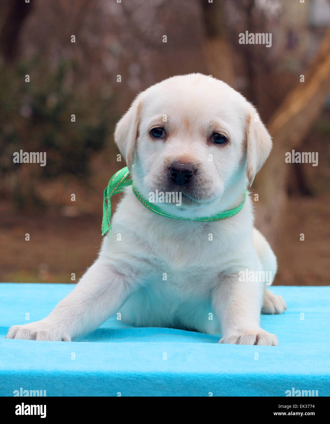 the yellow labrador puppy laying on blue background Stock Photo - Alamy
