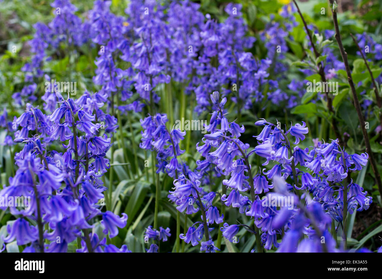 Hyacinthoides, Endymion non-scriptus or Scilla non-scripta is a bulbous perennial plant commonly known as the bluebell Stock Photo
