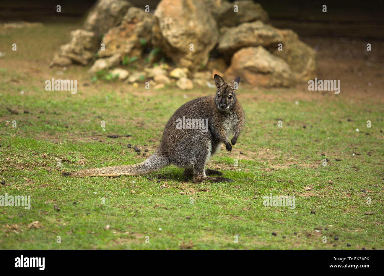 Red-necked wallaby is a marsupial macropod, common in the parts of eastern Australia. They are distinguished by their black nose Stock Photo