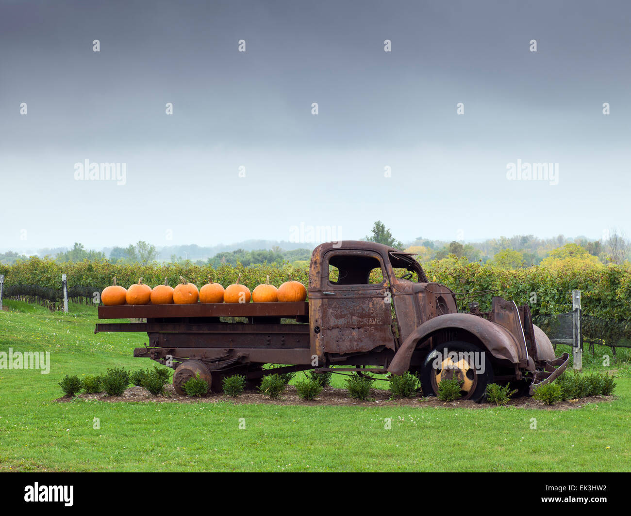 Canada,Ontario,Niagara on the Lake, Ravine Winery, rusted out truck with pumpkins on flatbed Stock Photo